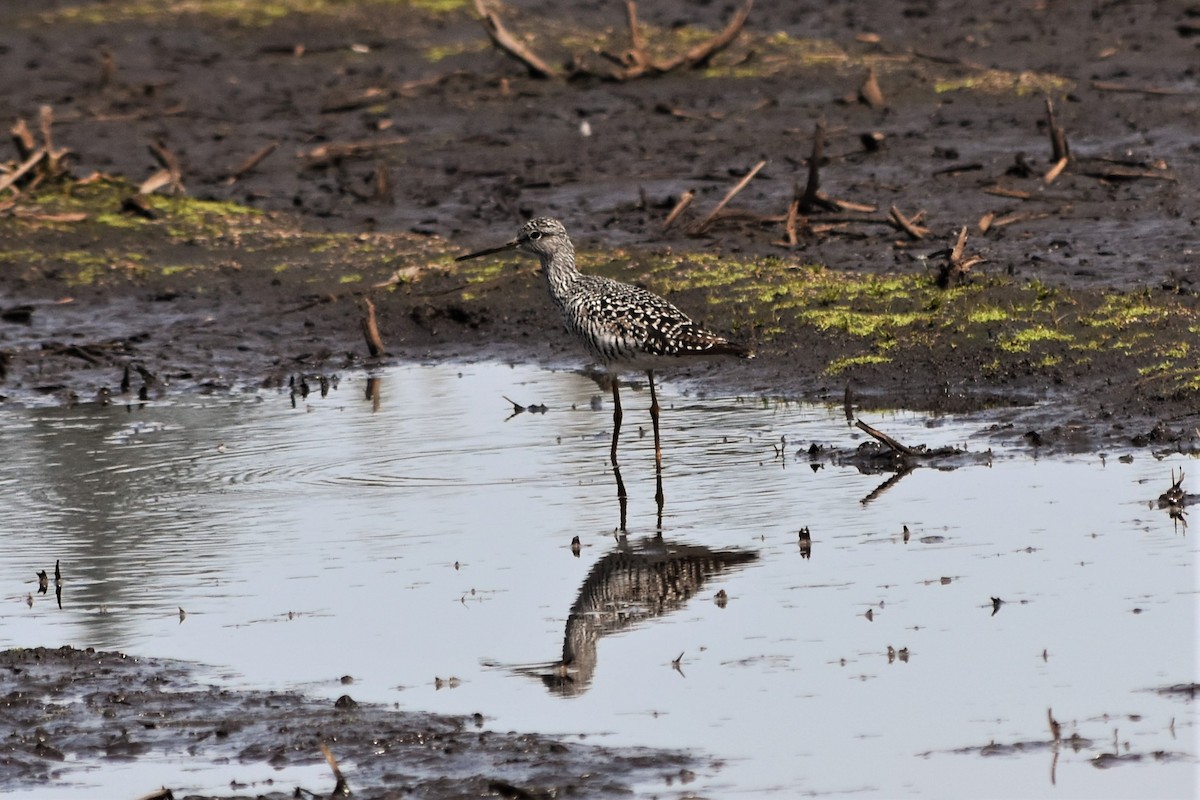 Greater Yellowlegs - Sandy Bowie