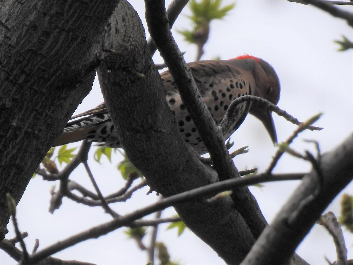 Northern Flicker (Yellow-shafted) - ML153836721