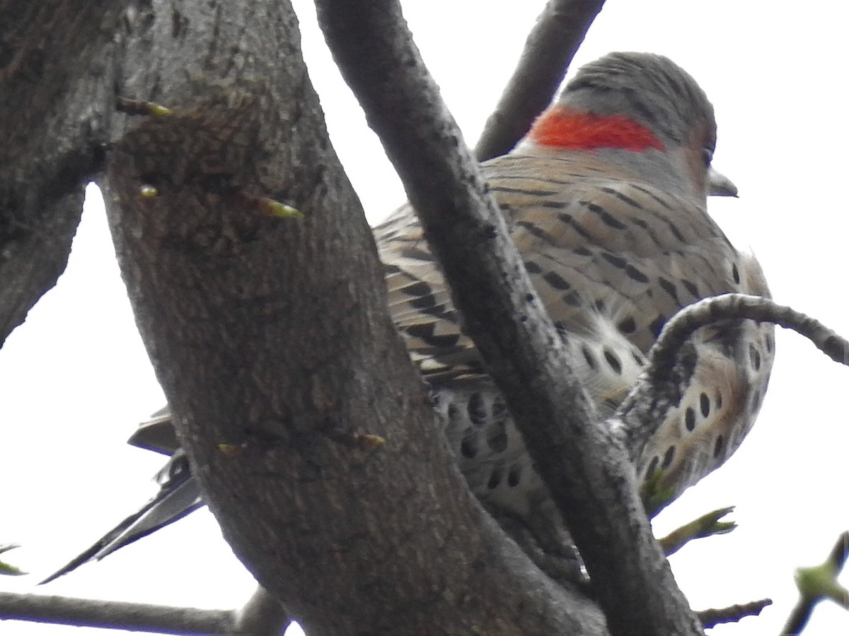 Northern Flicker (Yellow-shafted) - ML153836871
