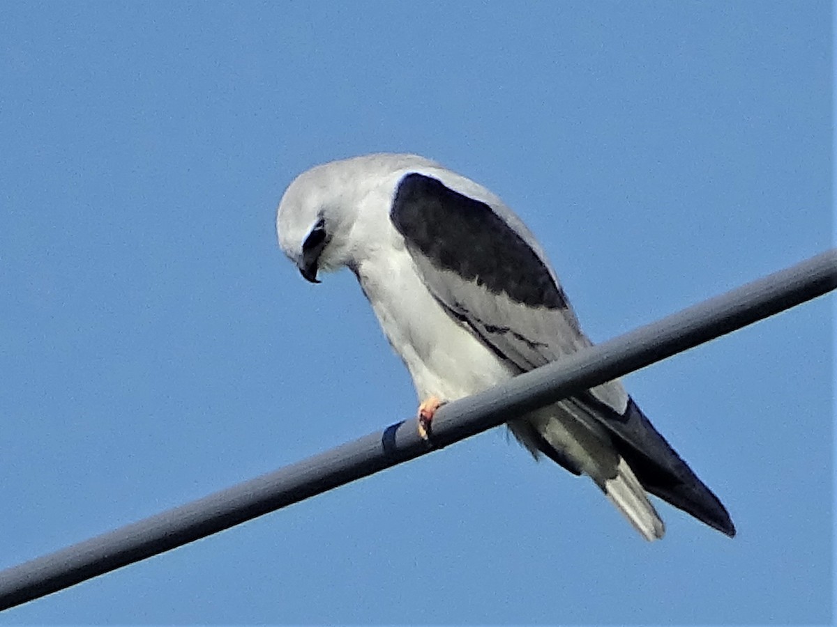 Black-shouldered Kite - Richard Murray