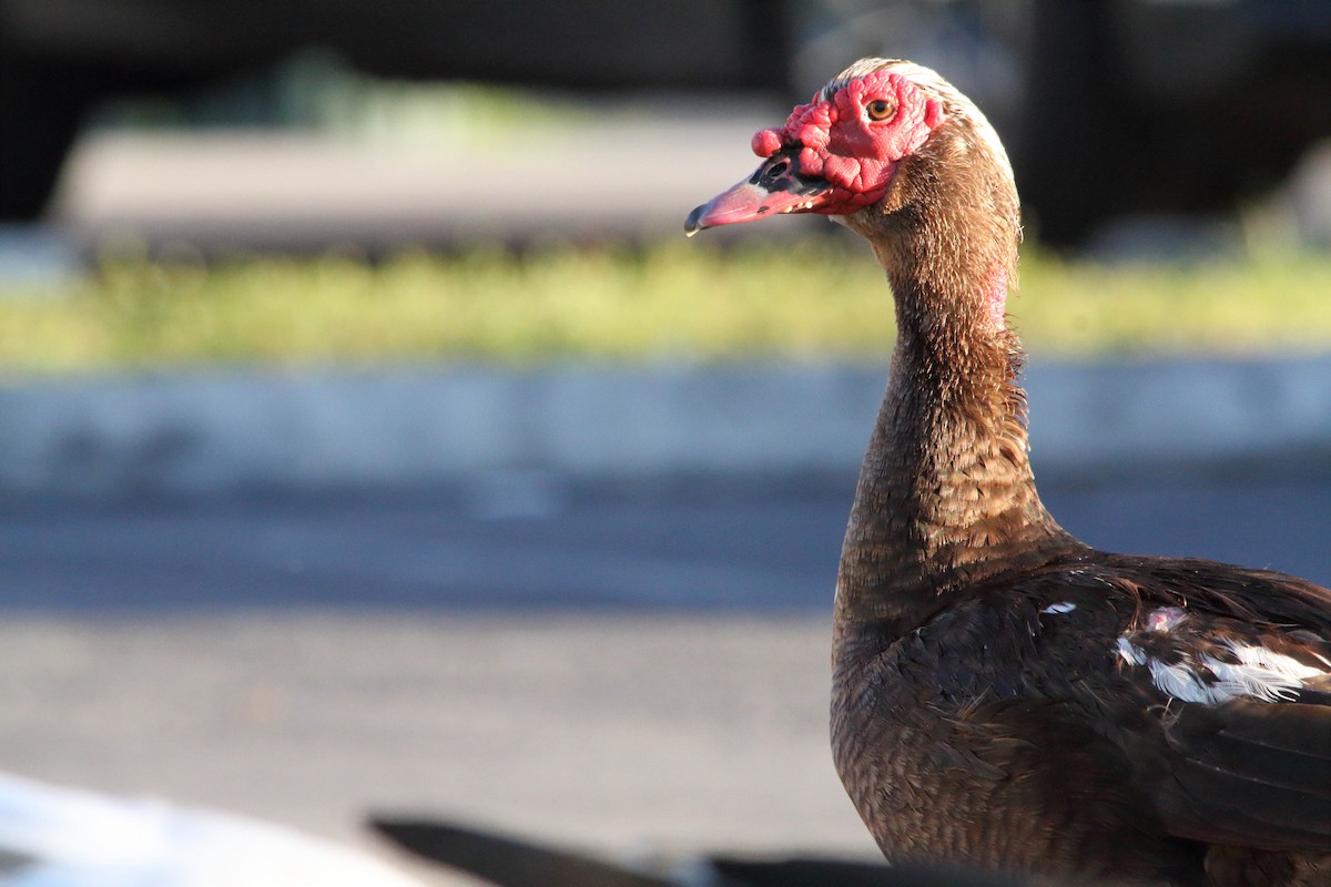 Muscovy Duck (Domestic type) - Nathan Tea