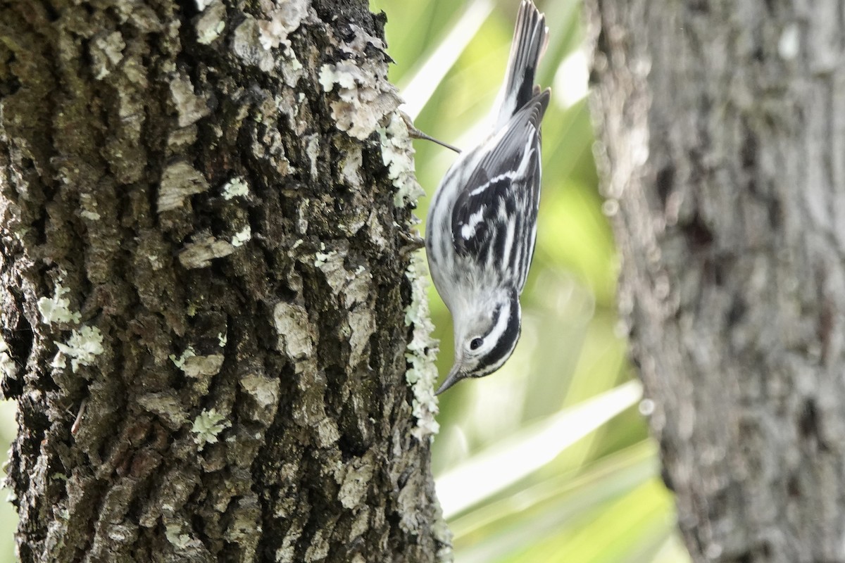 Black-and-white Warbler - Sara Griffith