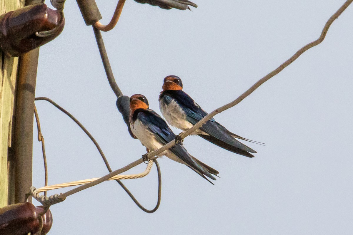 Red-chested Swallow - ML153837401