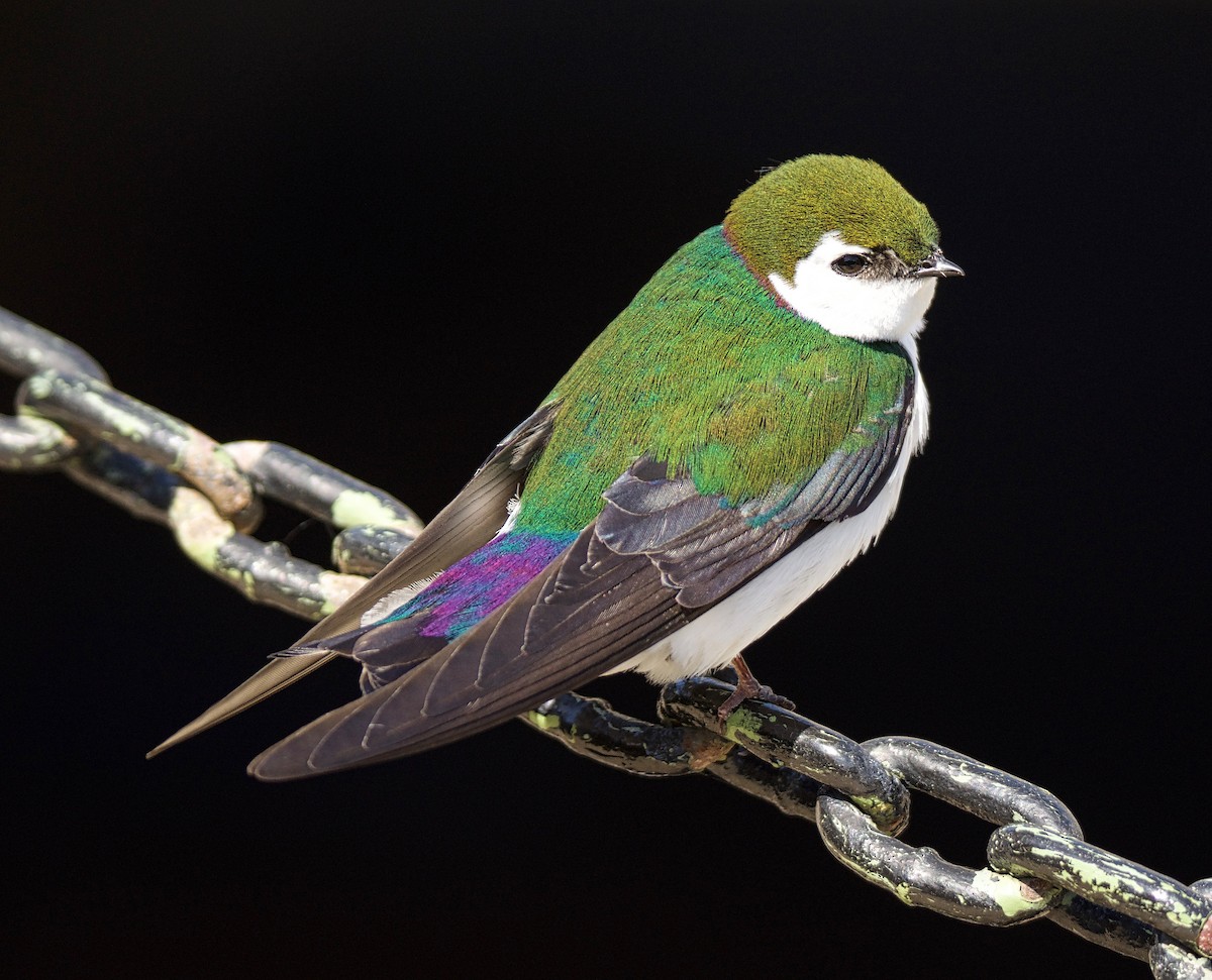 Violet-green Swallow - Brian Avent