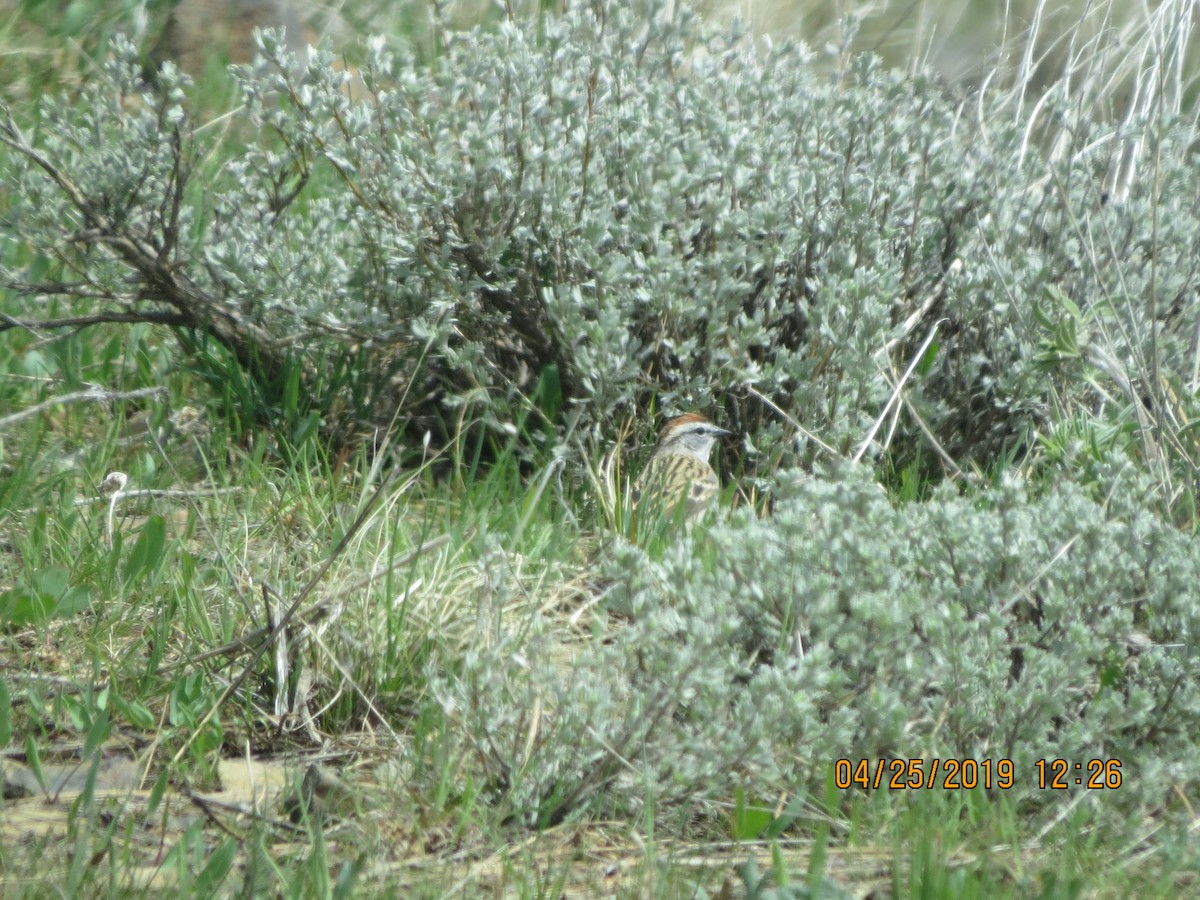 Chipping Sparrow - ML153837711