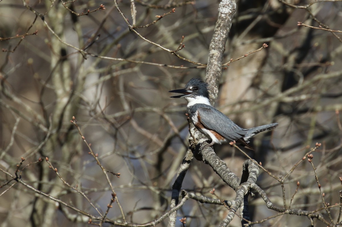 Belted Kingfisher - Andy Sanford