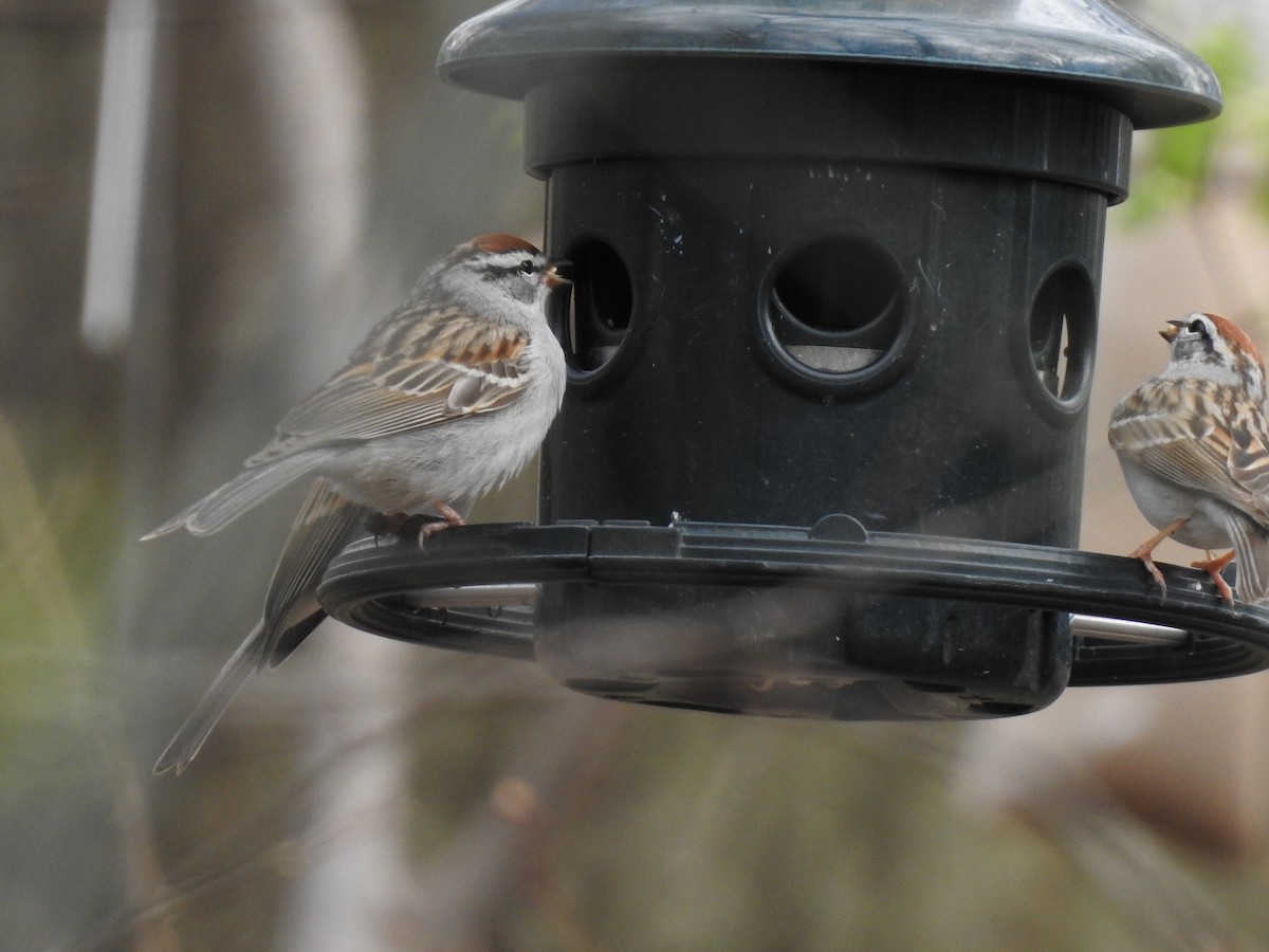Chipping Sparrow - ML153838211