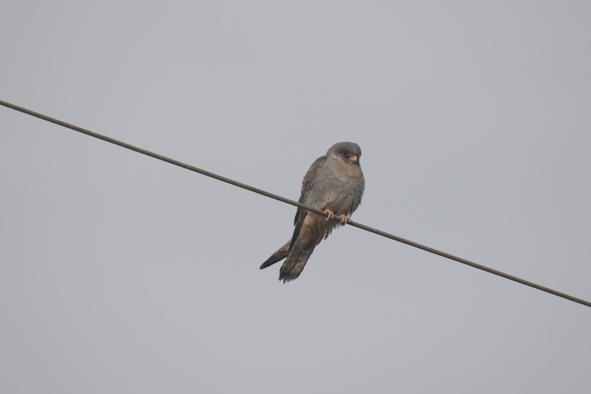 Red-footed Falcon - ML153838461