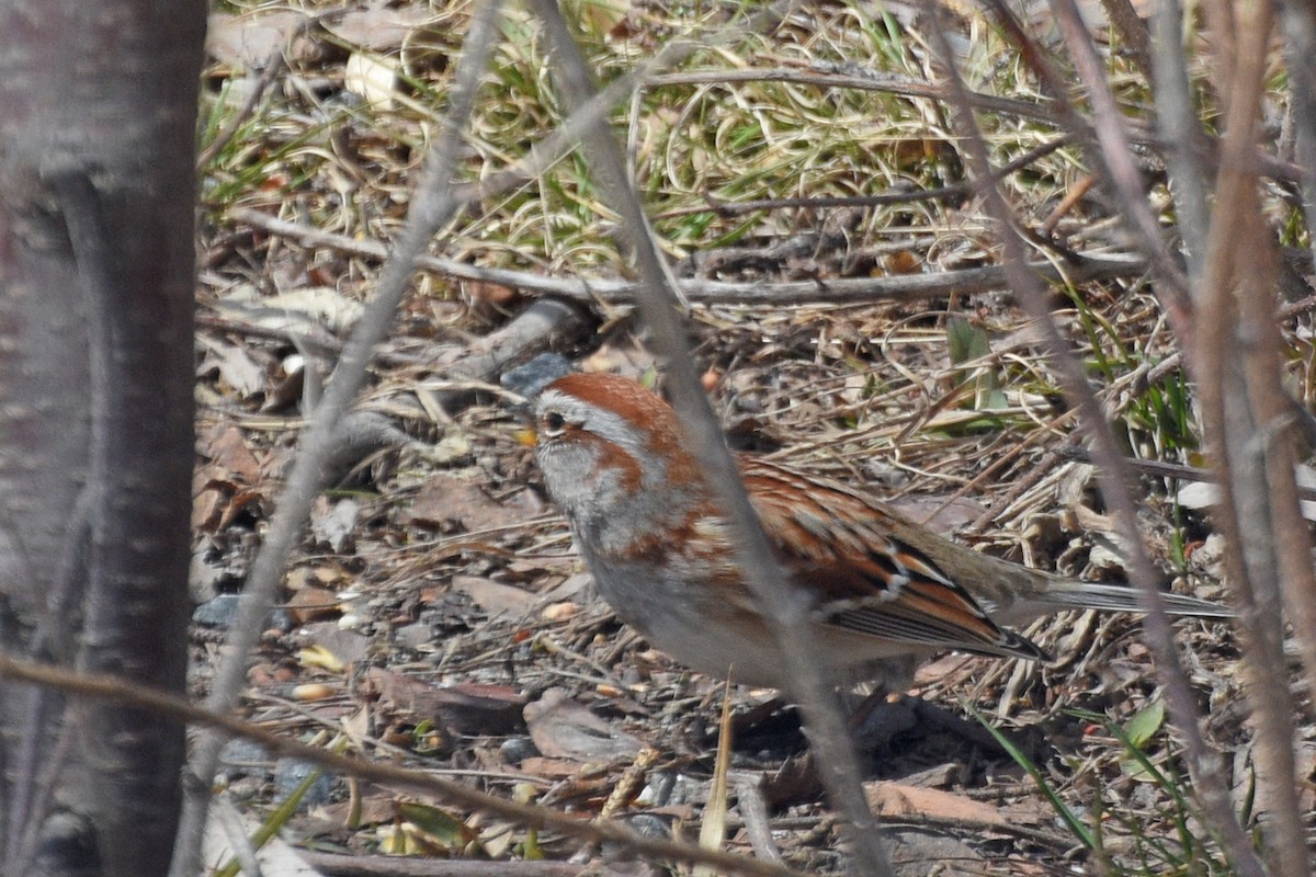 American Tree Sparrow - ML153838831