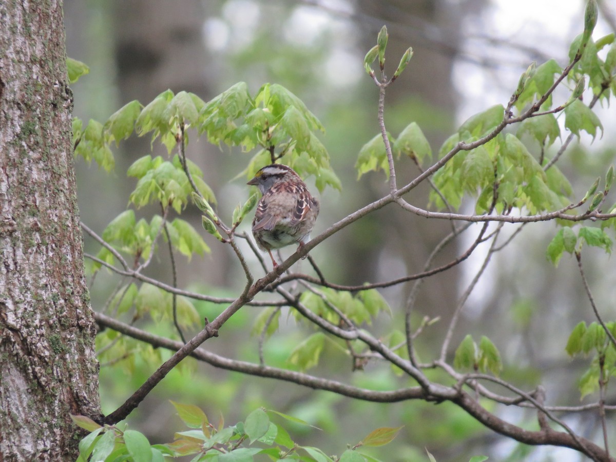 White-throated Sparrow - ML153838901