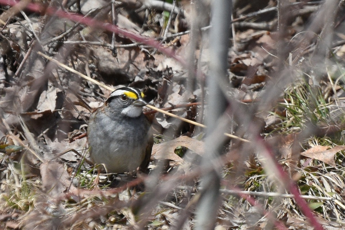 White-throated Sparrow - ML153839001