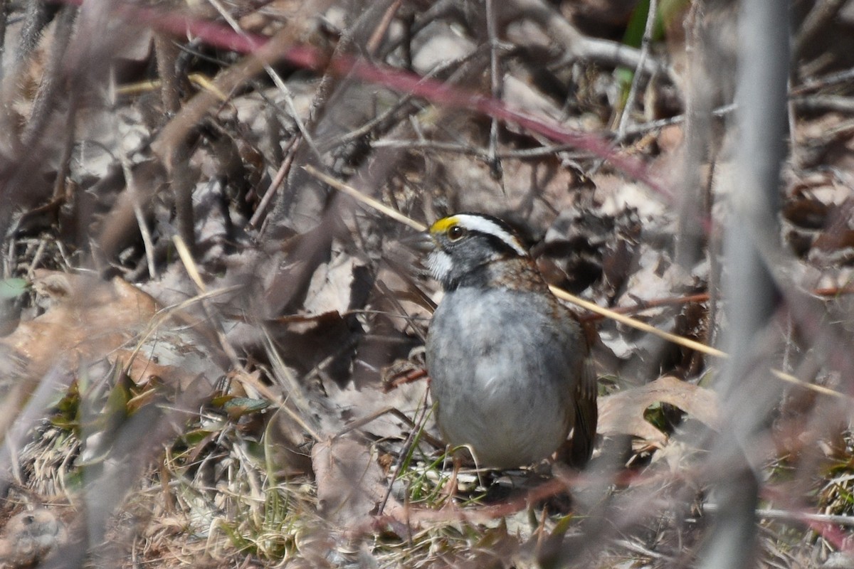 White-throated Sparrow - ML153839031