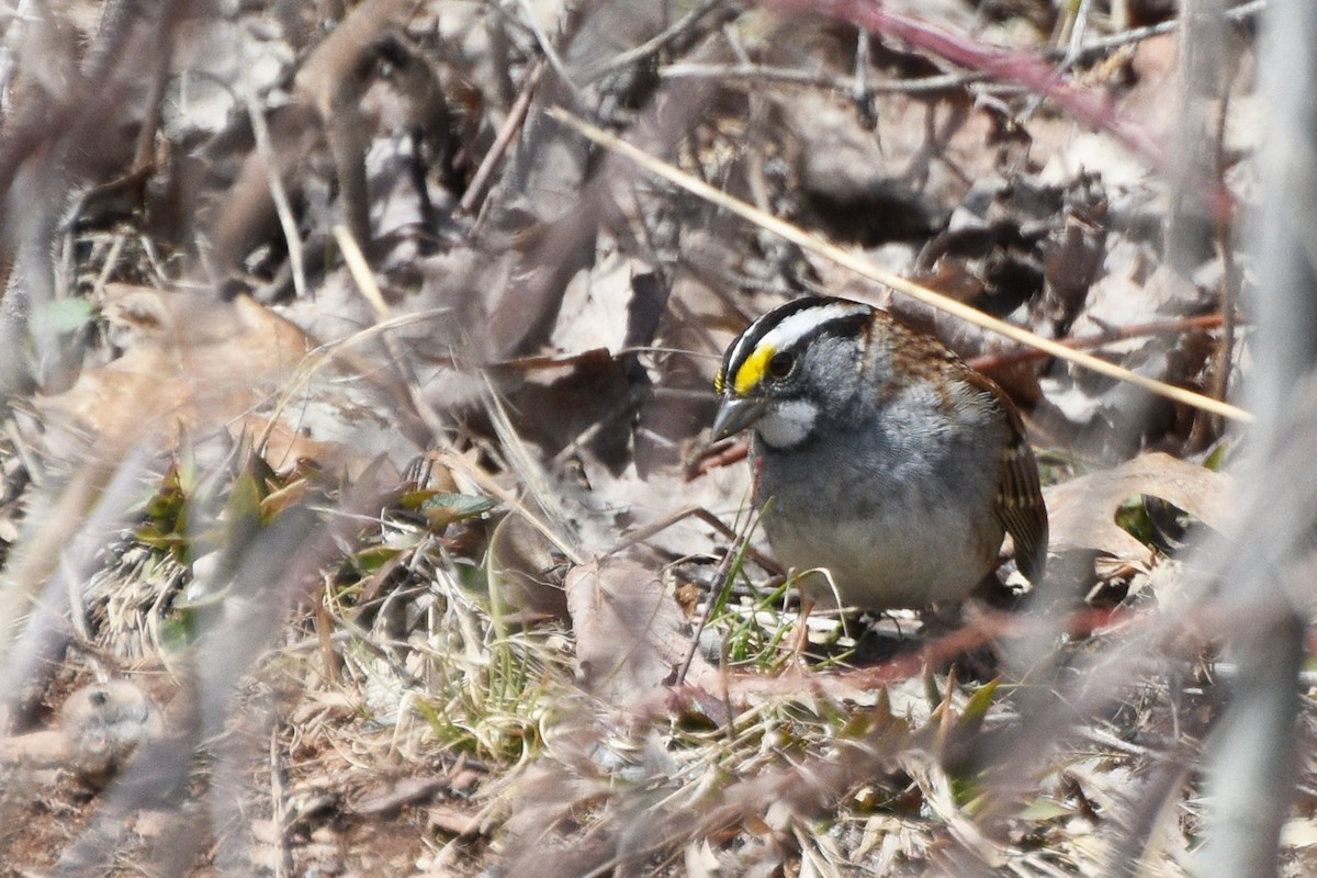 White-throated Sparrow - ML153839041