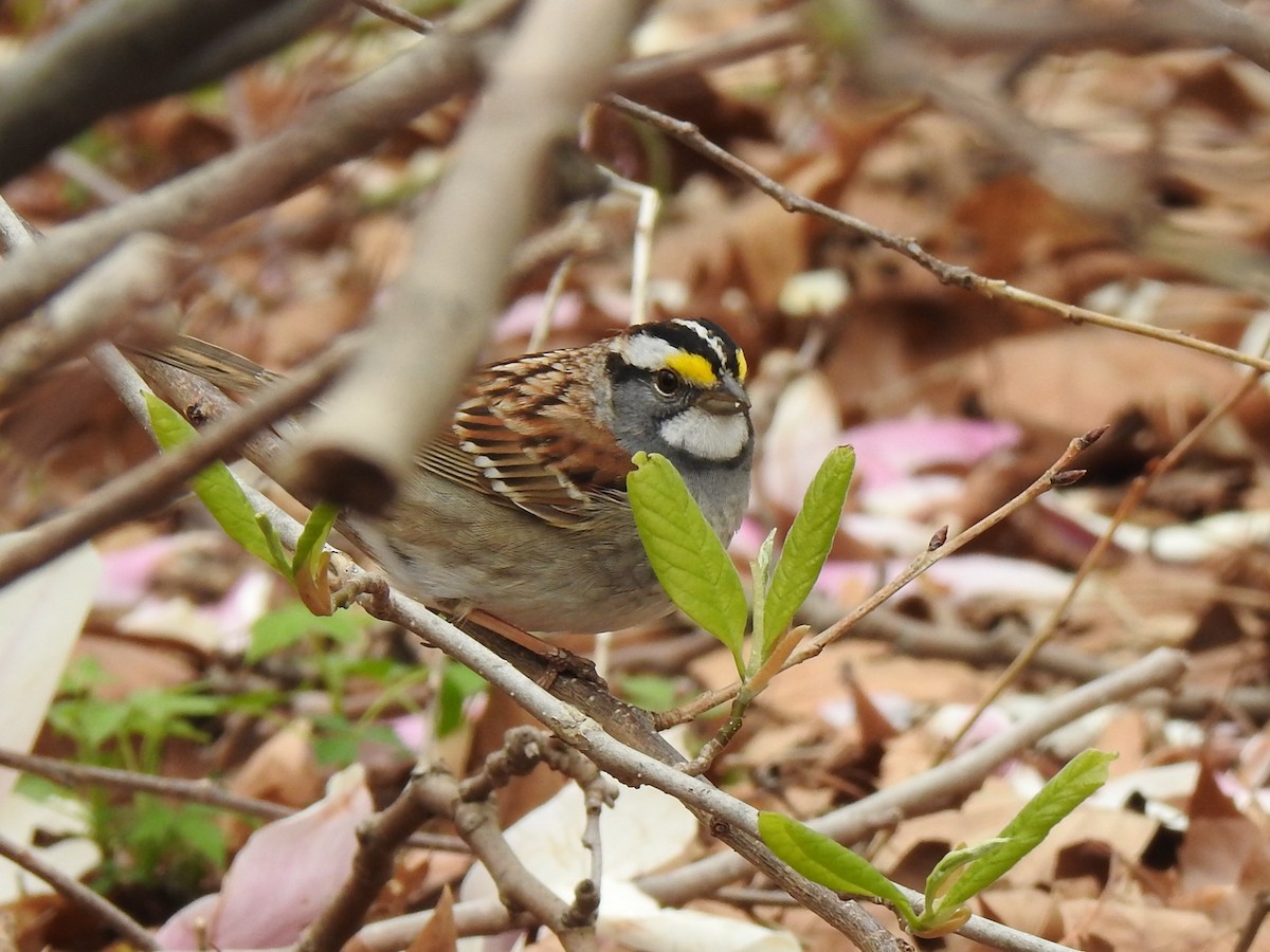White-throated Sparrow - ML153839201