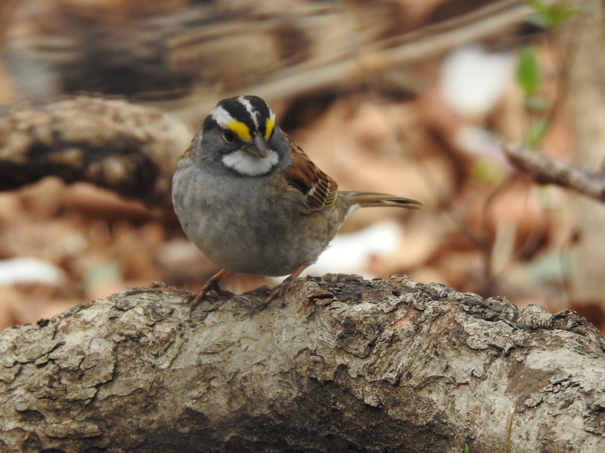 White-throated Sparrow - ML153839541