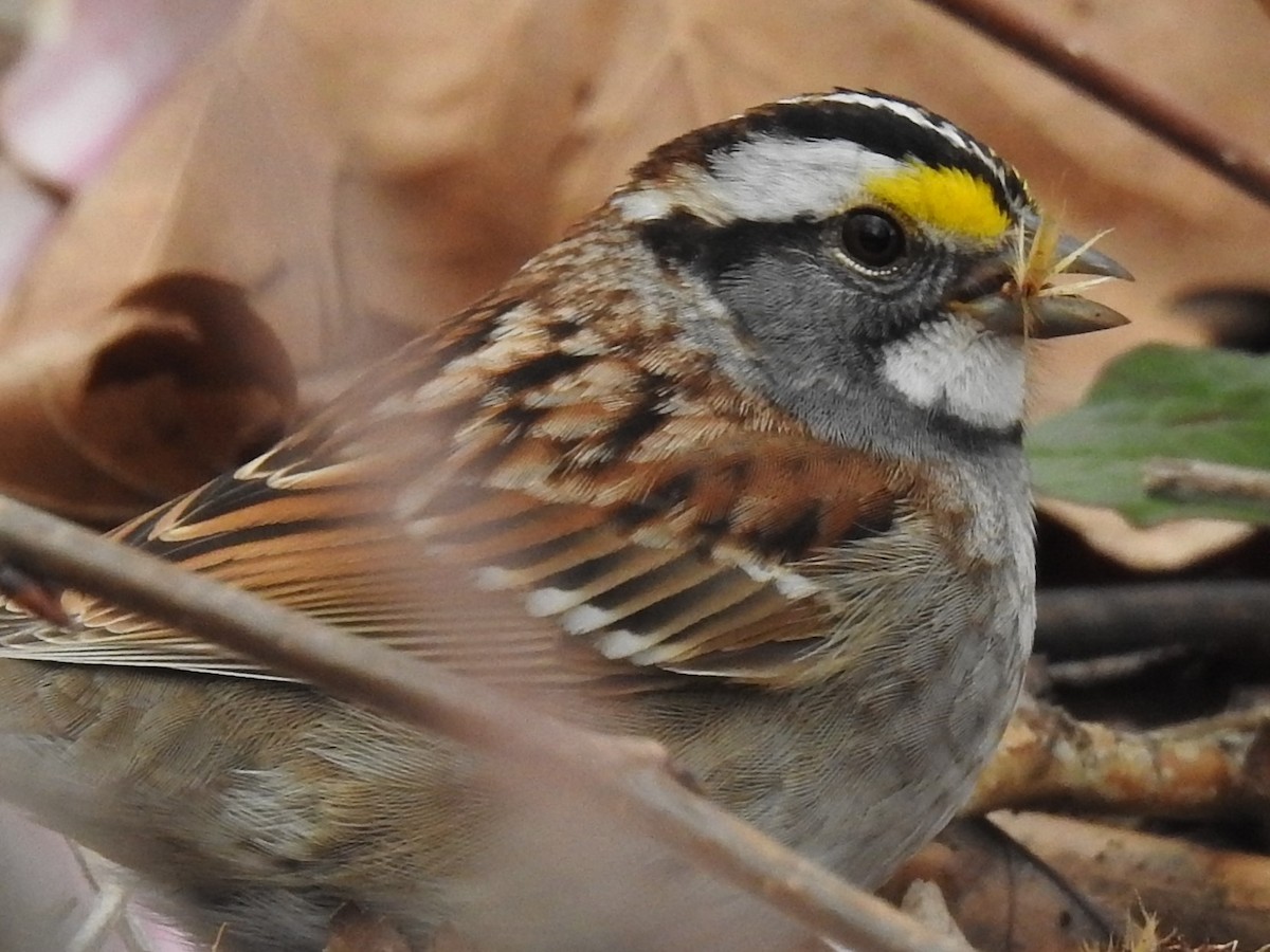 White-throated Sparrow - Jocele Capaldo