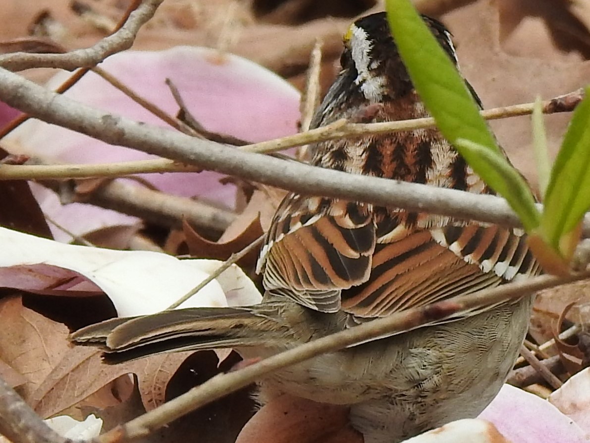 White-throated Sparrow - ML153839861