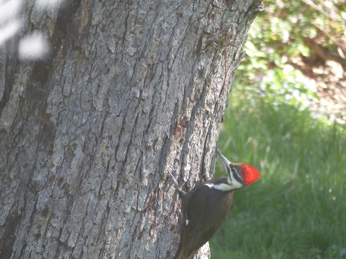 Pileated Woodpecker - Bob Stapperfenne