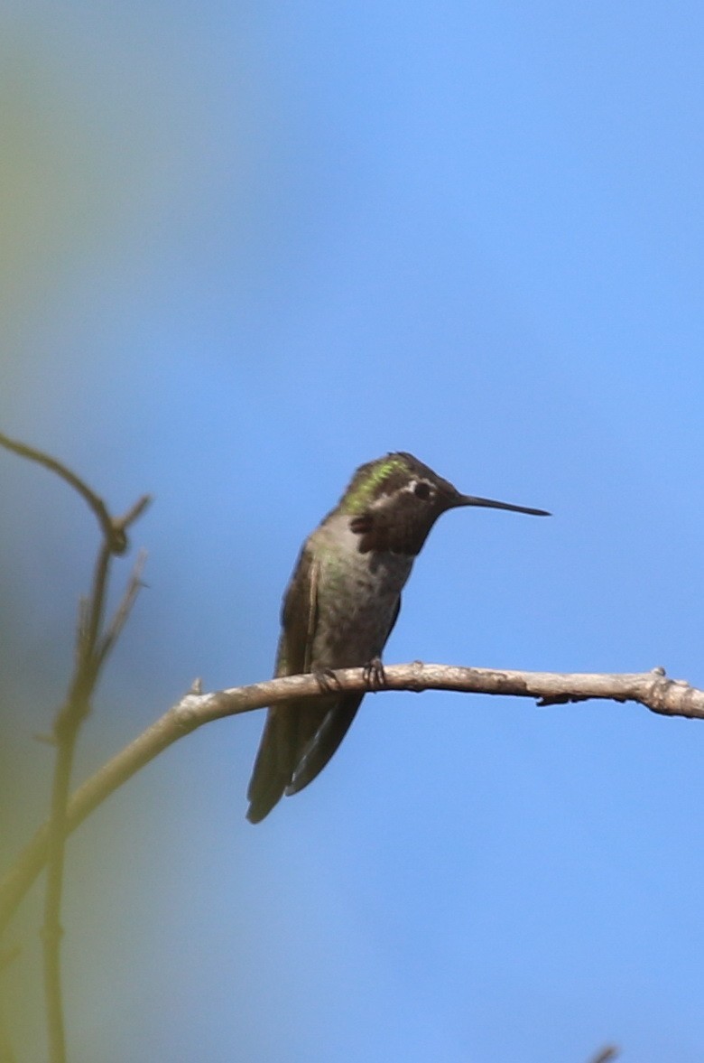 Anna's Hummingbird - ML153841271