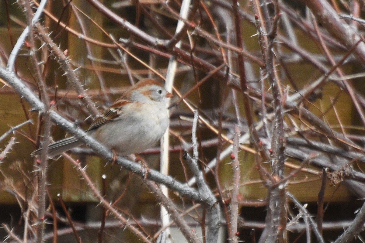 Field Sparrow - ML153841401