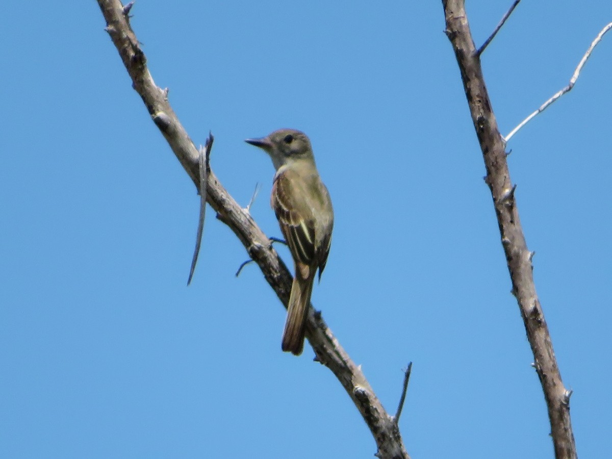 Great Crested Flycatcher - ML153841611