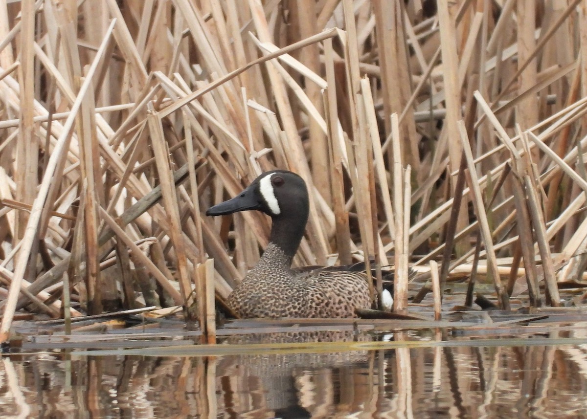 Blue-winged Teal - ML153842011