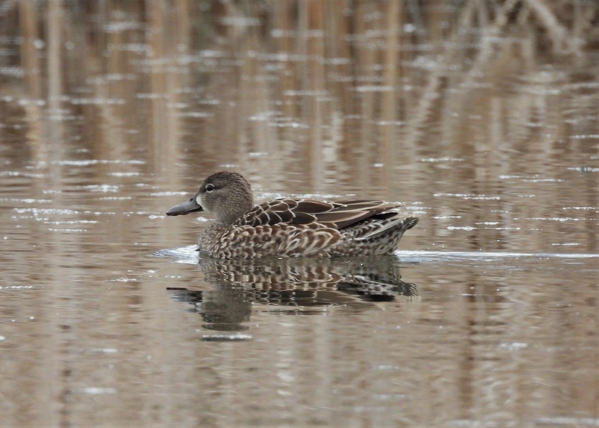 Blue-winged Teal - ML153842031