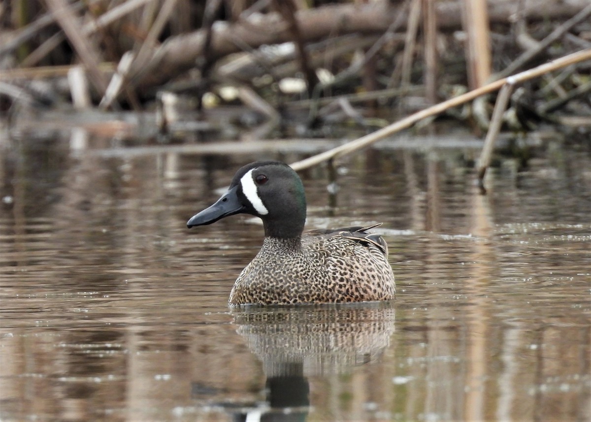 Blue-winged Teal - Pat Hare