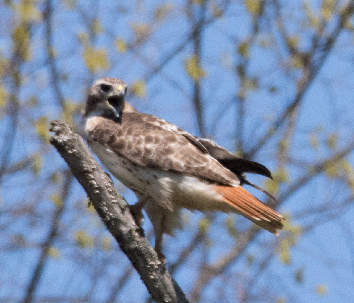 Red-tailed Hawk - ML153842051
