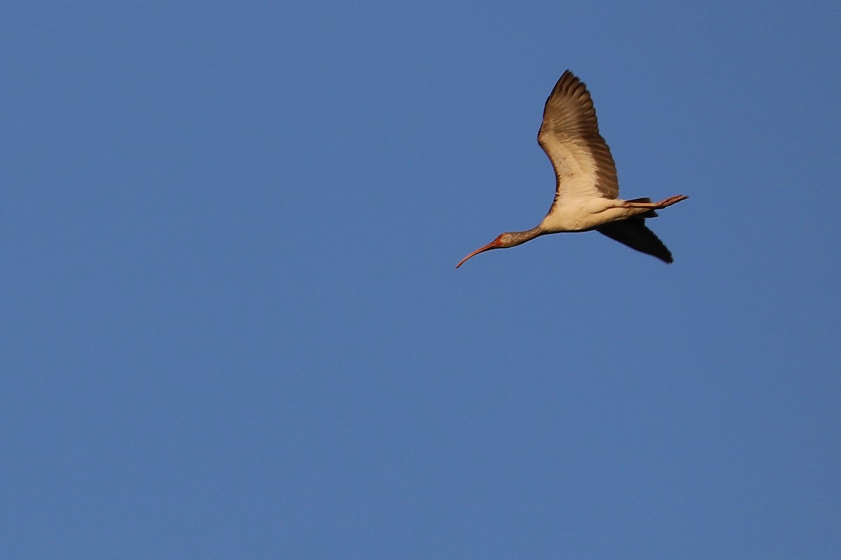 ibis bílý - ML153842091