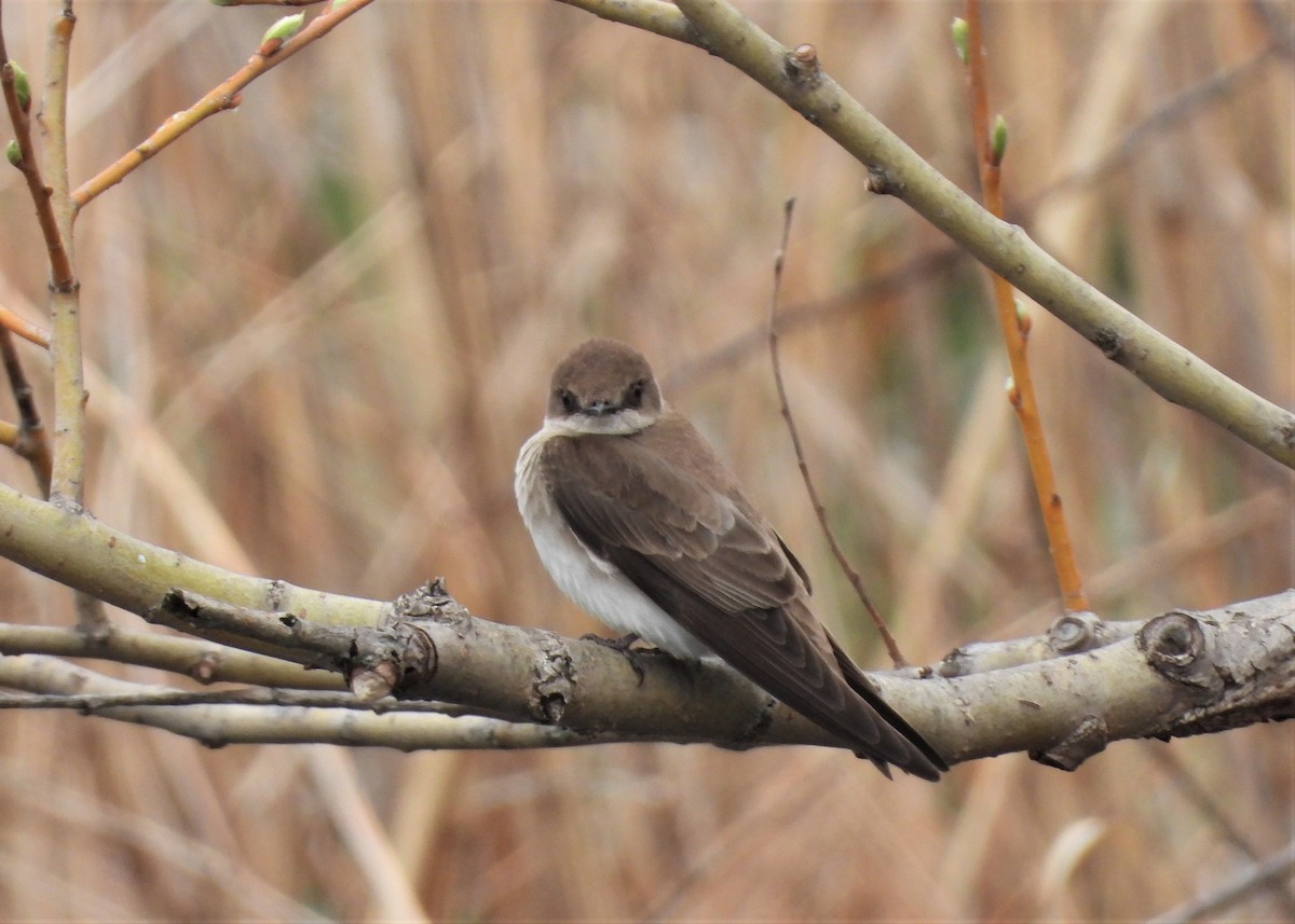 Northern Rough-winged Swallow - ML153842141