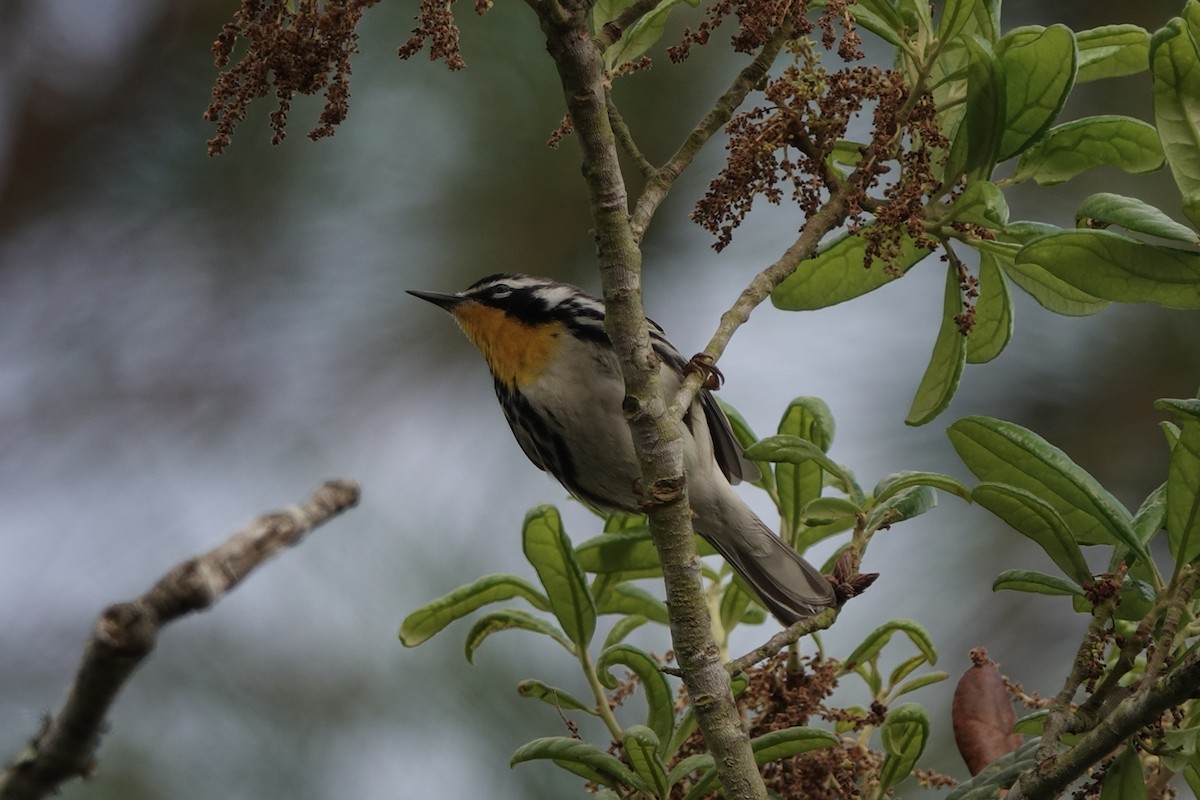 Yellow-throated Warbler - Sara Griffith