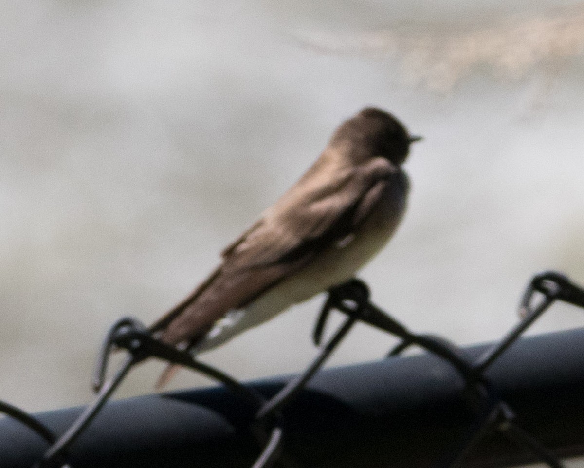 Northern Rough-winged Swallow - ML153842191