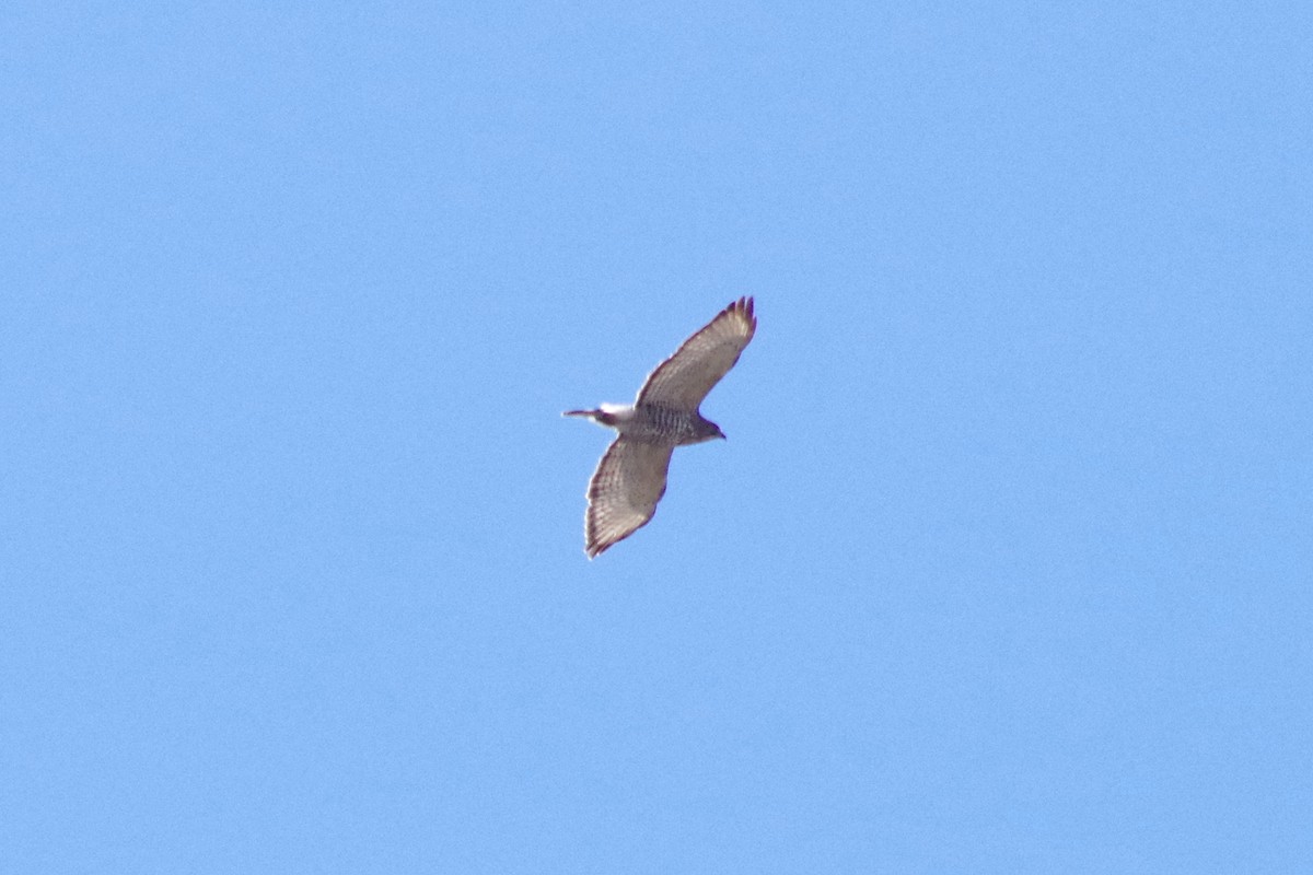 Broad-winged Hawk - J D