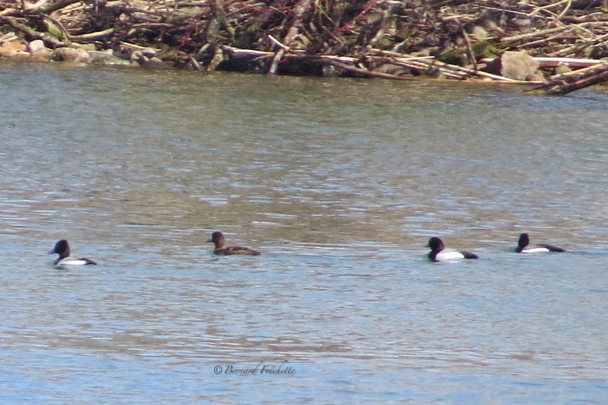 Greater Scaup - ML153842691
