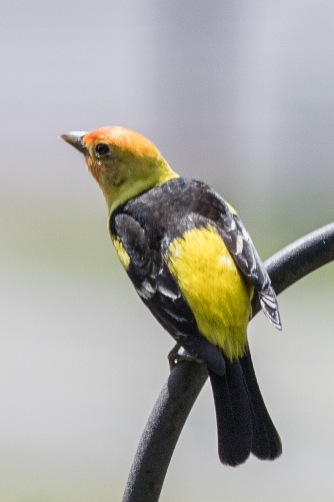 Western Tanager - ML153842741