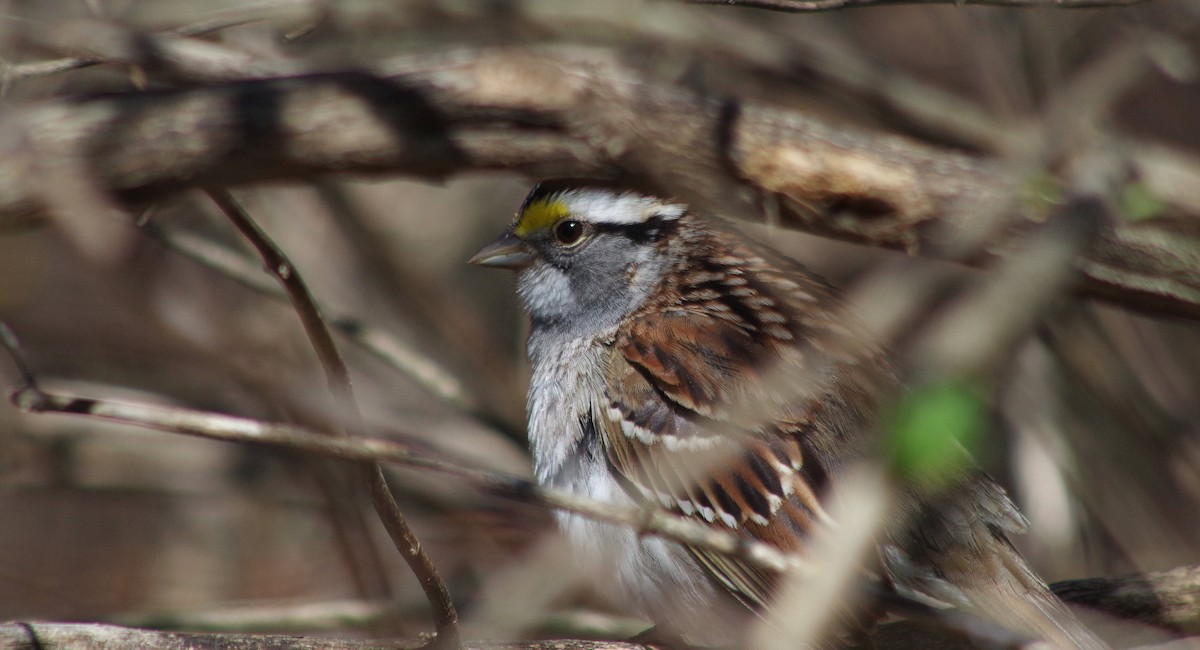 White-throated Sparrow - J D