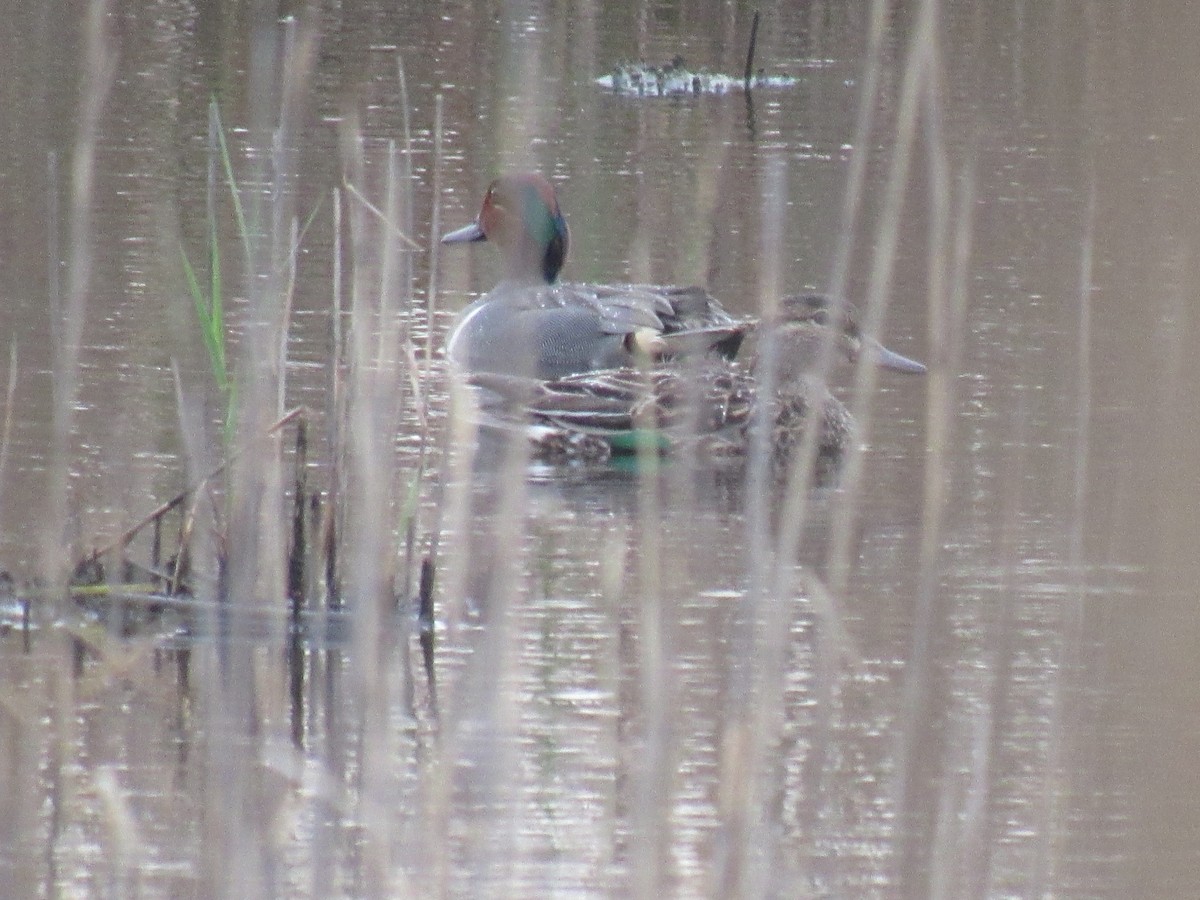 Green-winged Teal - ML153843101