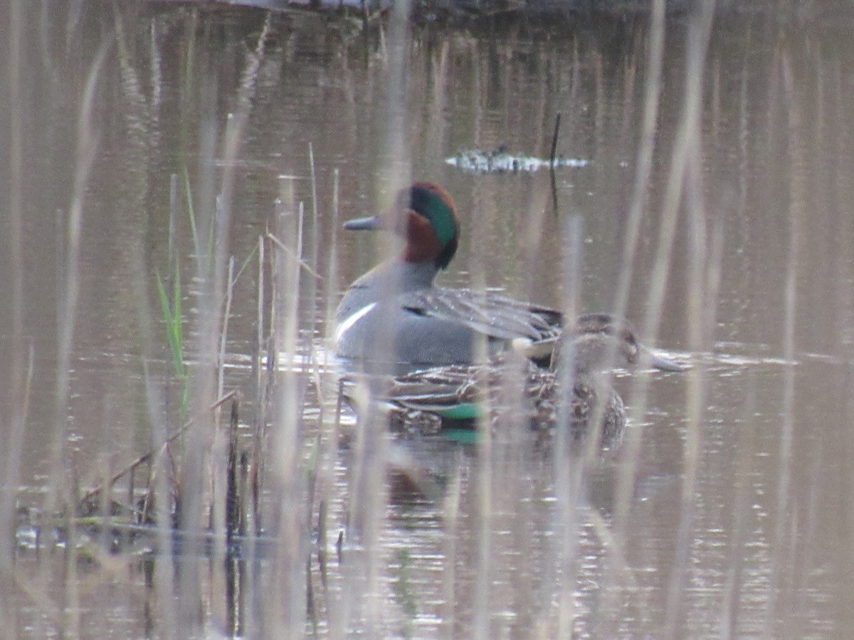 Green-winged Teal - ML153843111