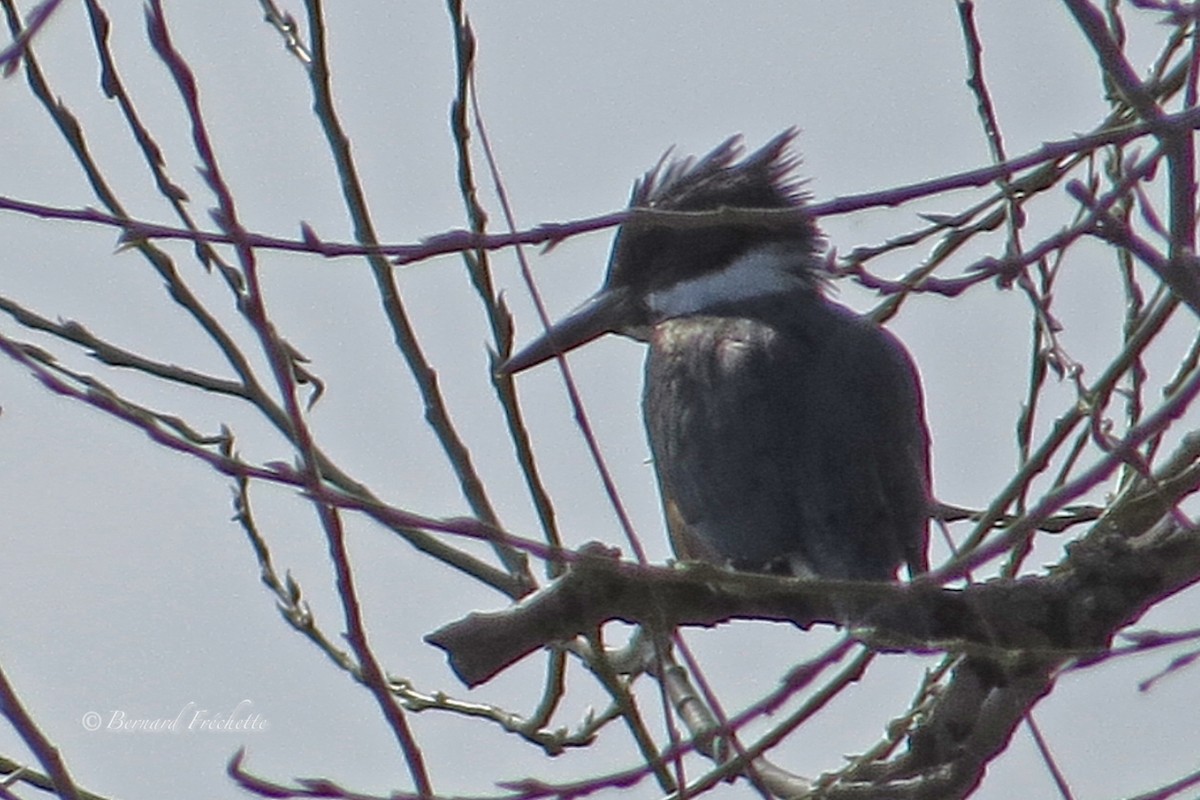 Belted Kingfisher - ML153843351