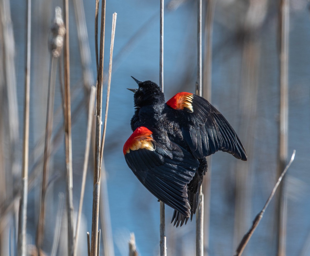 Red-winged Blackbird - Gary Stone