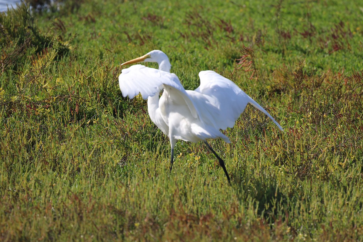 Great Egret - Hendrik Swanepoel