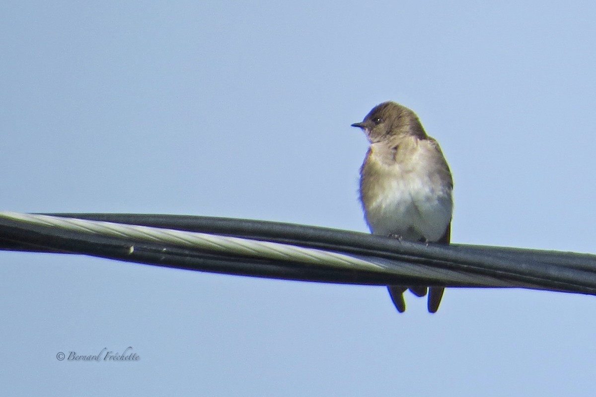 Northern Rough-winged Swallow - Bernard Fréchette