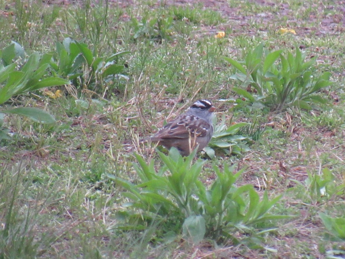 White-crowned Sparrow - ML153843931