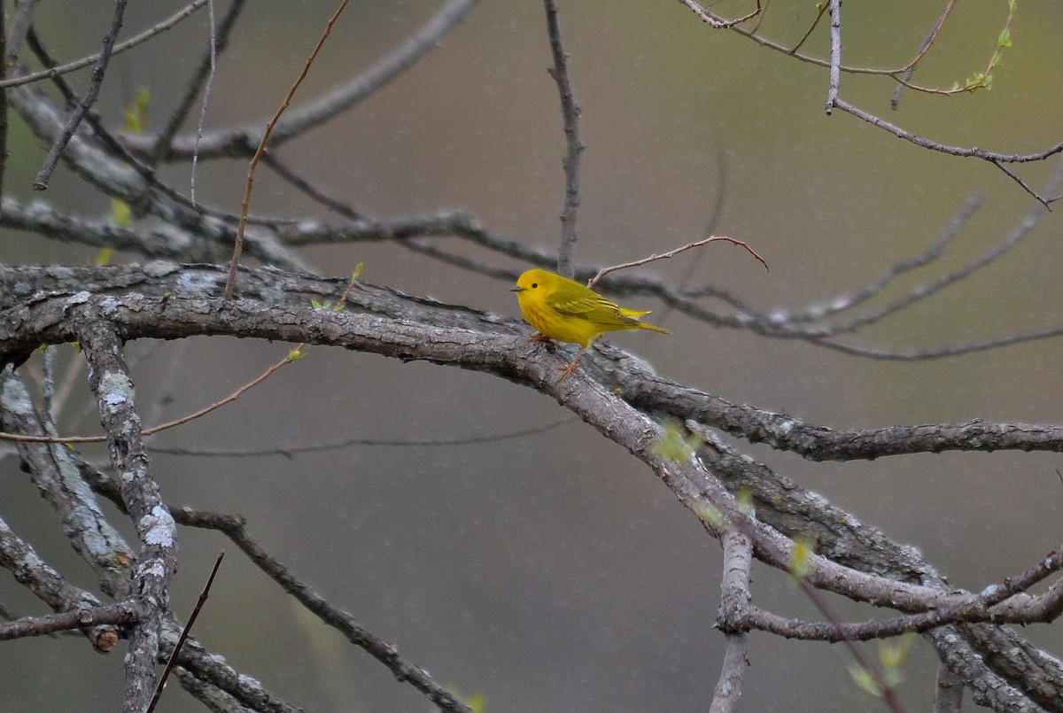 Yellow Warbler - Tom Buehl Jr.