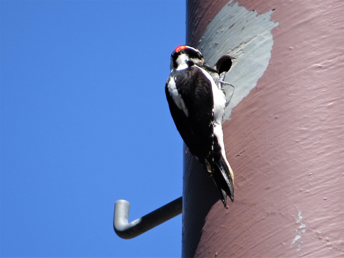 Hairy Woodpecker - Rick Saxton