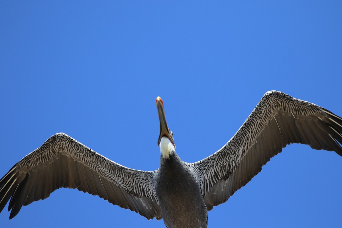Brown Pelican - Hendrik Swanepoel