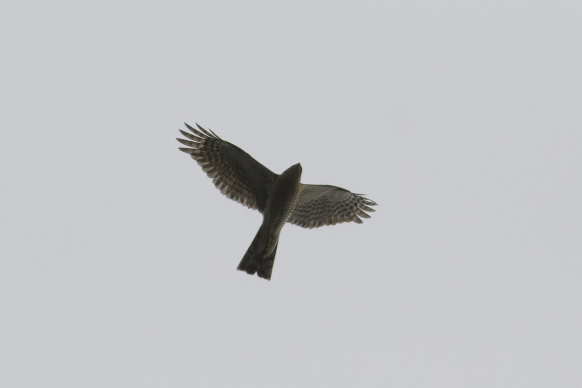 Eurasian Sparrowhawk - Vasco Flores Cruz