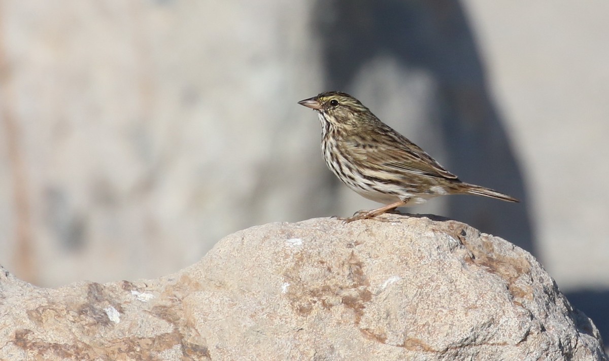 Savannah Sparrow (Belding's) - ML153844541
