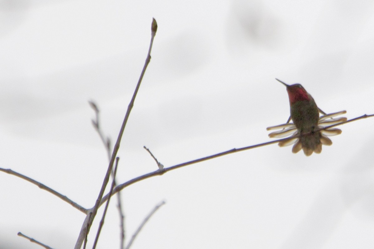 Anna's Hummingbird - Ruth Wittersgreen
